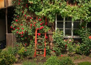 Gartenhaus mit Kletterrose